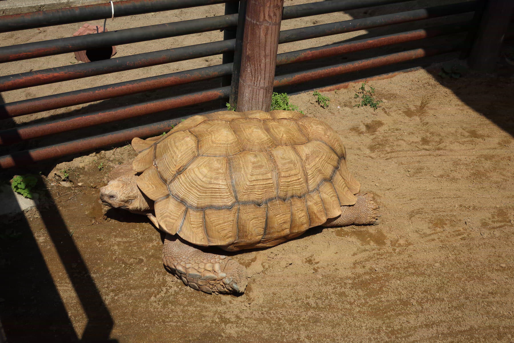 https://www.ebi-tan.net/2024/04/14/20240414_d03_tortoise.jpg