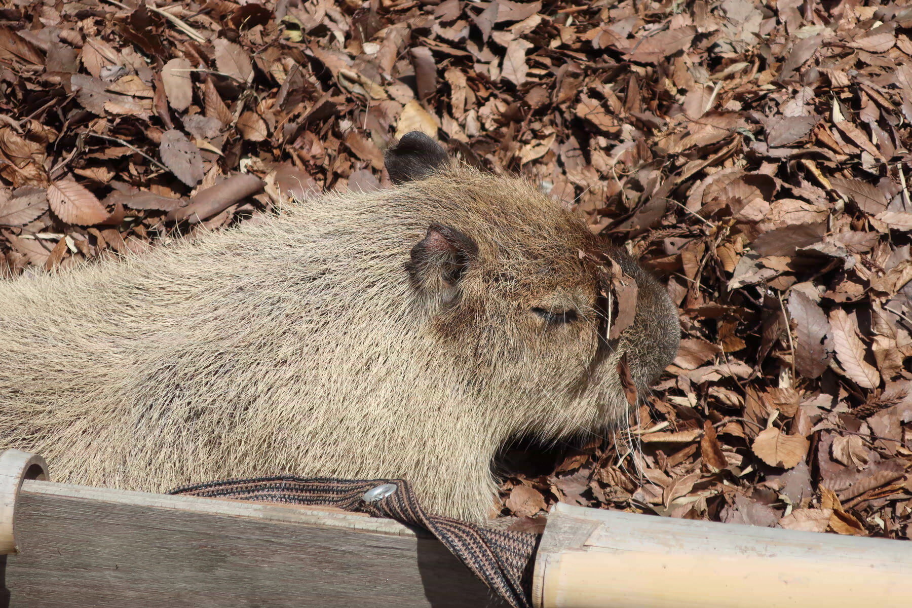 https://www.ebi-tan.net/2024/04/14/20240414_d04_capybara.jpg