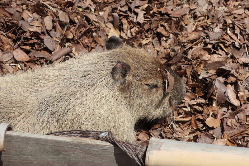 20240414_d04_capybara.jpg