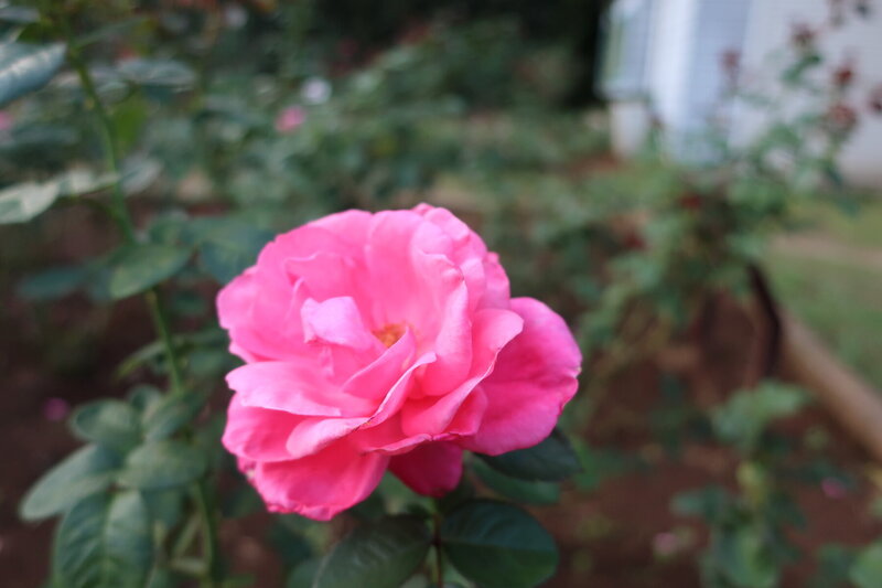 IMG_3244.jpg
